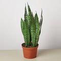 Snake Plant Cylindrica - 6" Pot - NURSERY POT ONLY