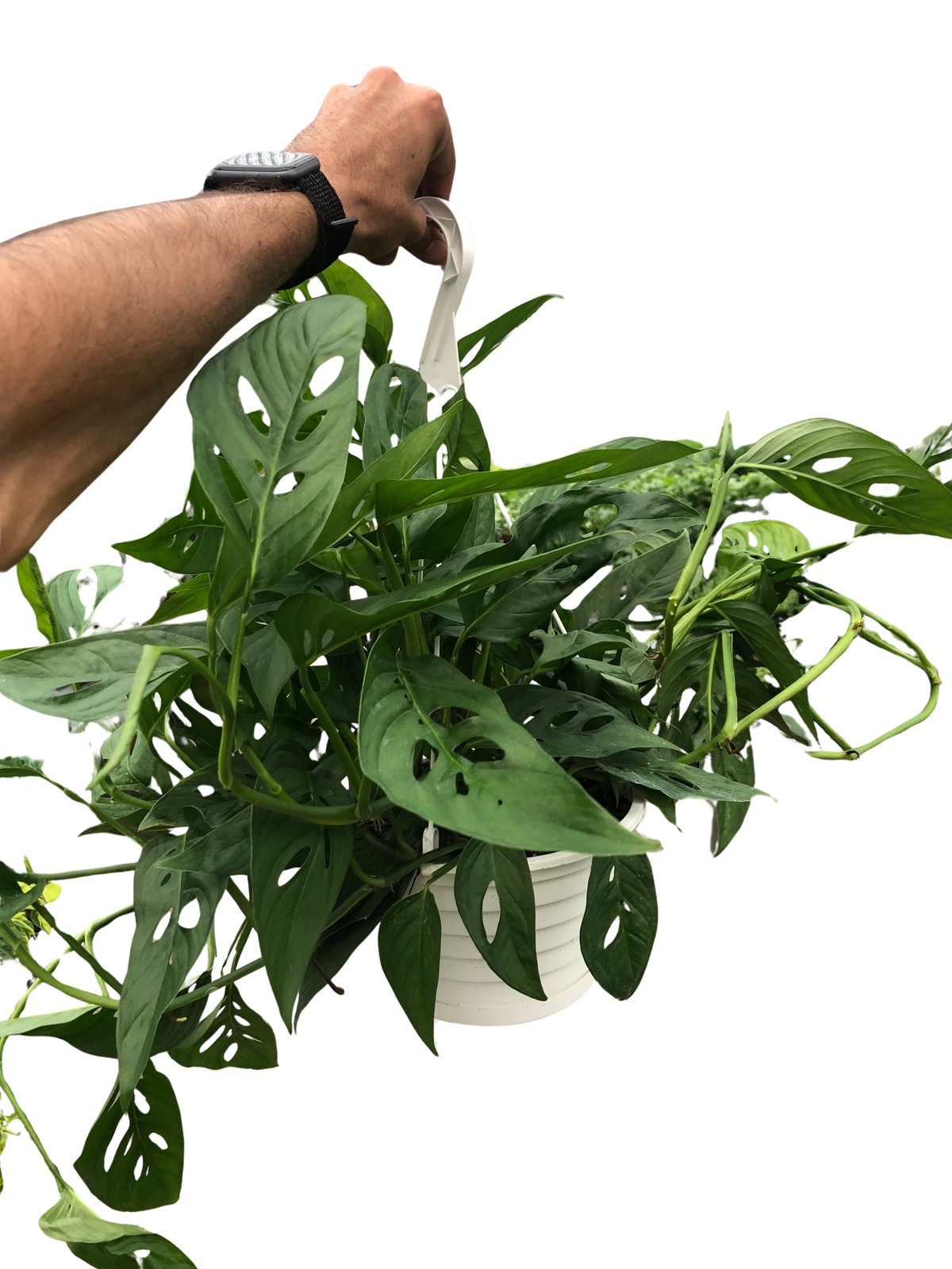 Monstera Adansonii 'Swiss Cheese'