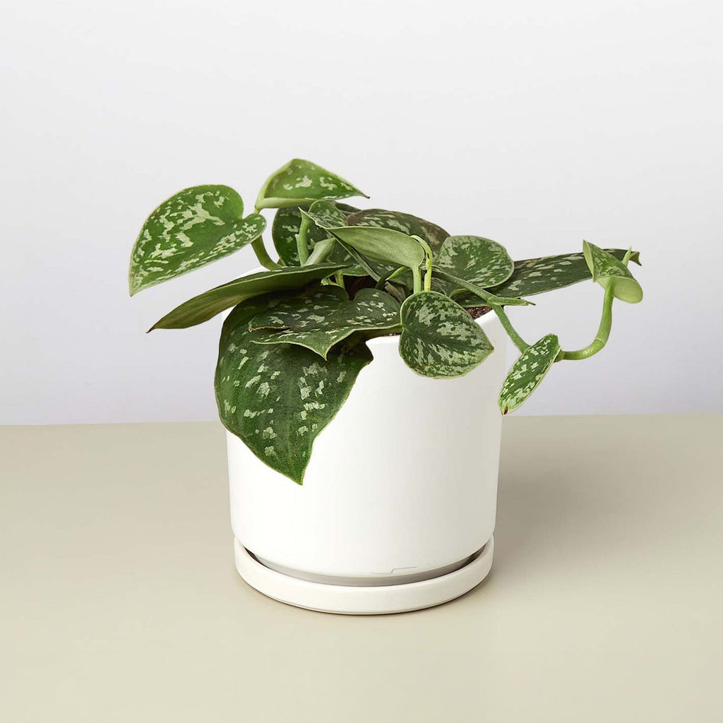 Pothos 'Satin'