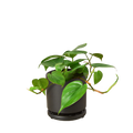 Philodendron Cordatum Heartleaf