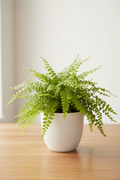 Fern 'Lemon Button'