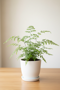 Maidenhair Fern